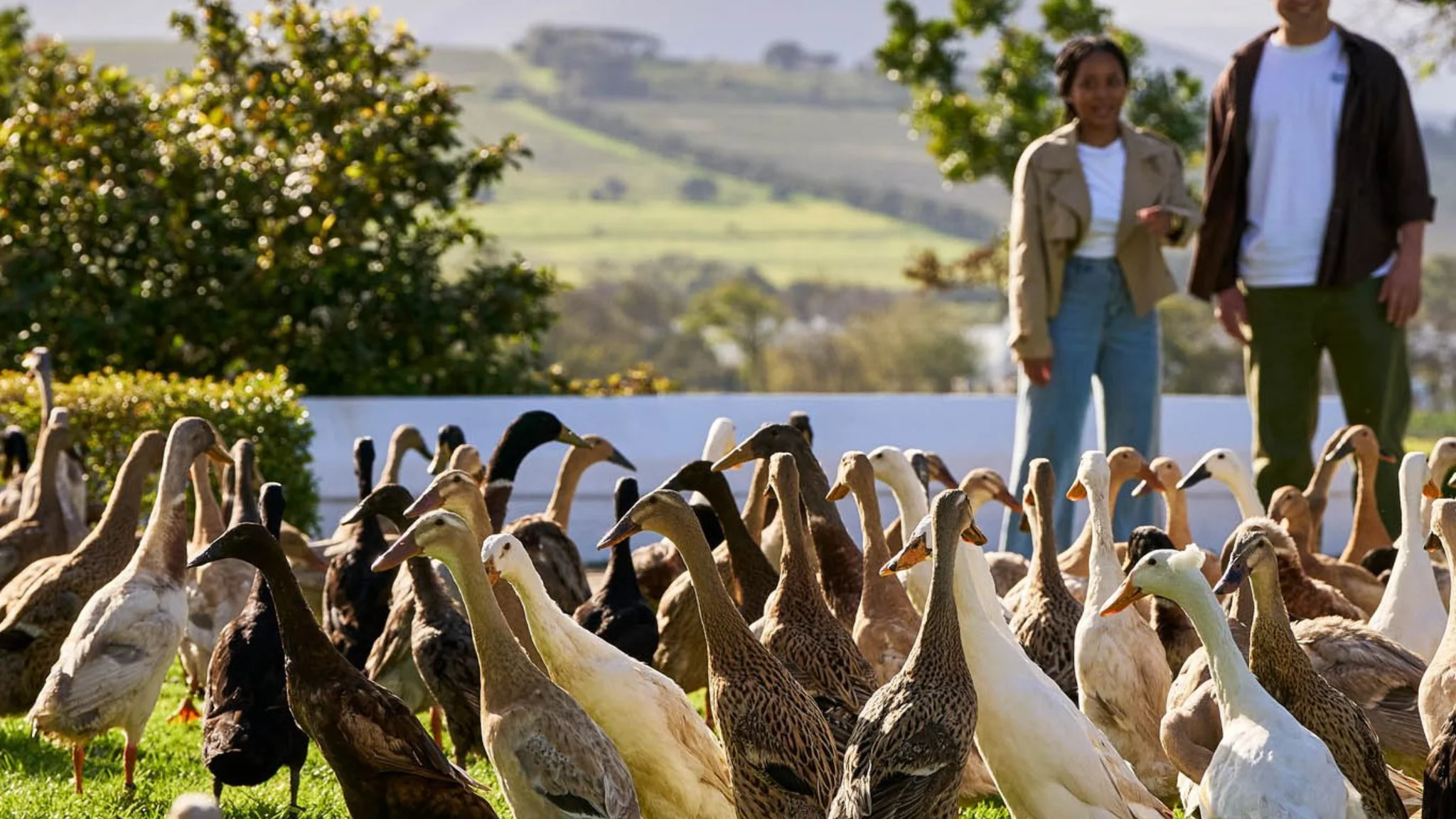 Vergenoegd Löw’s Indian Runner Ducks