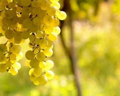 South African Wine Grape Varieties