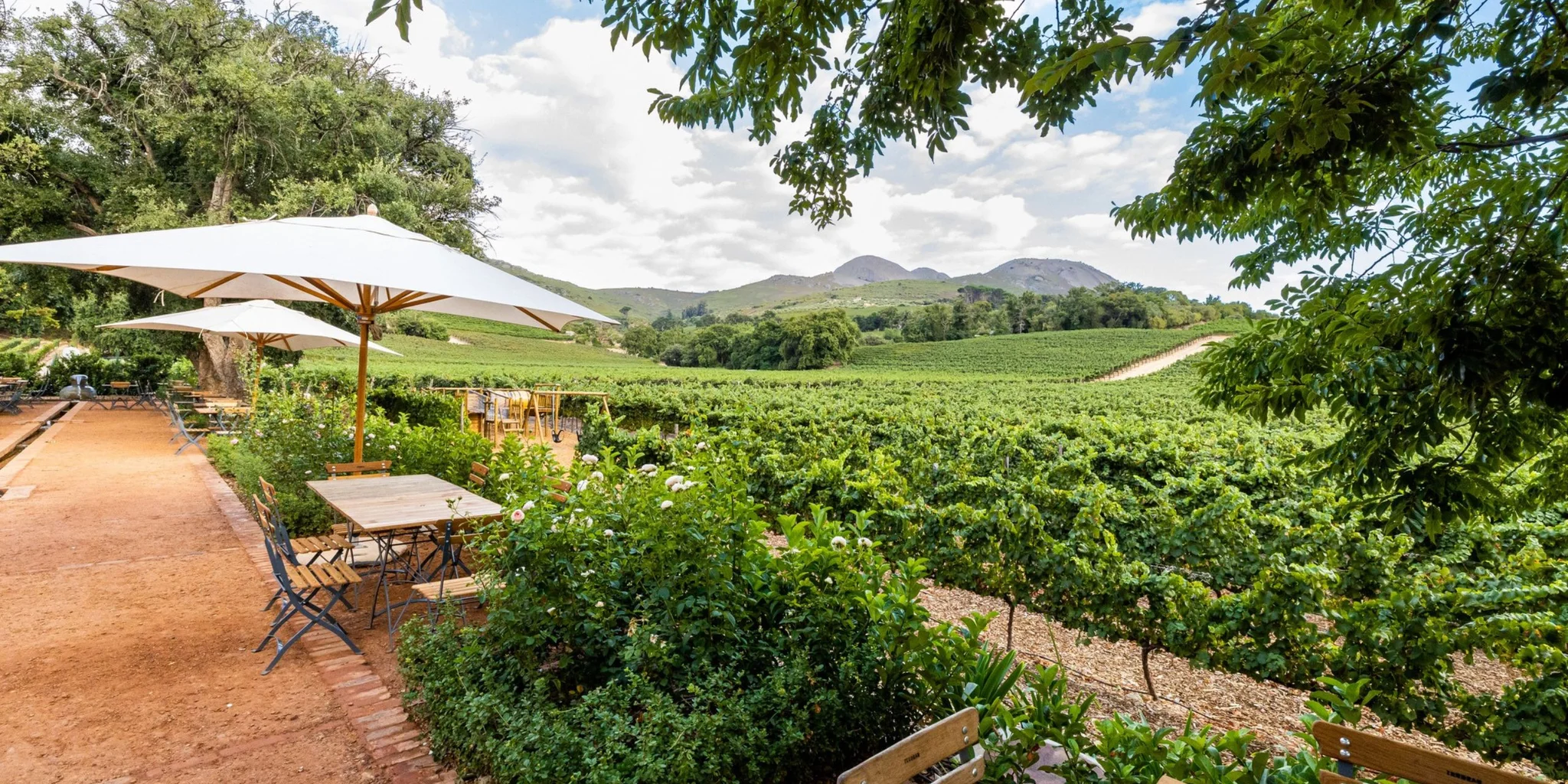 Wine Routes in Cape Town