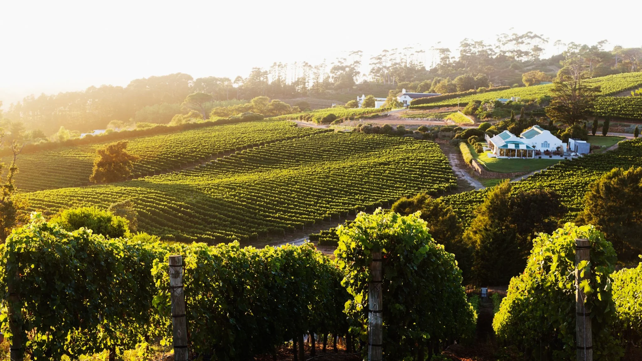 Explore the Top Constantia Wine Farms