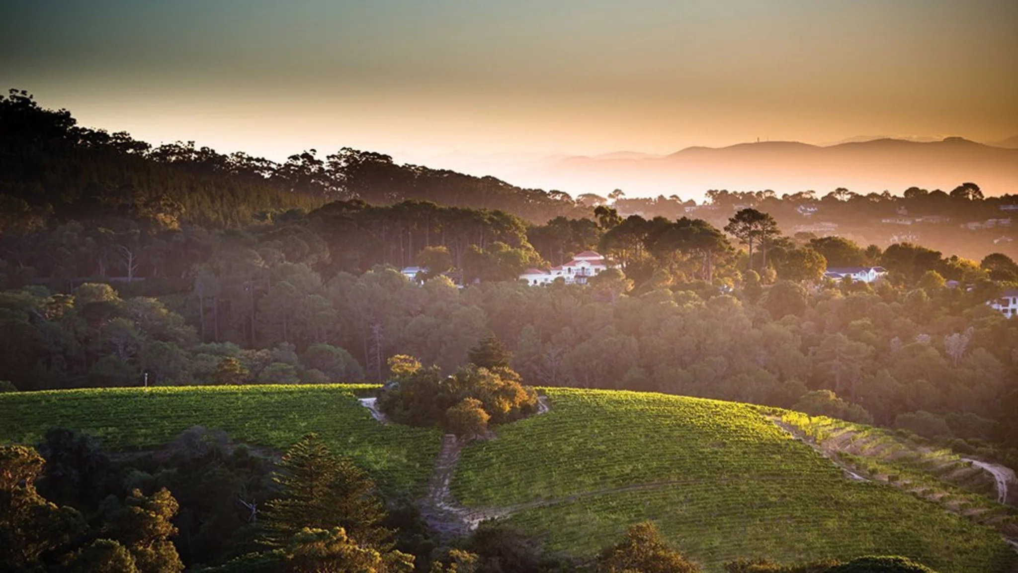 Best Constantia Wine Farms