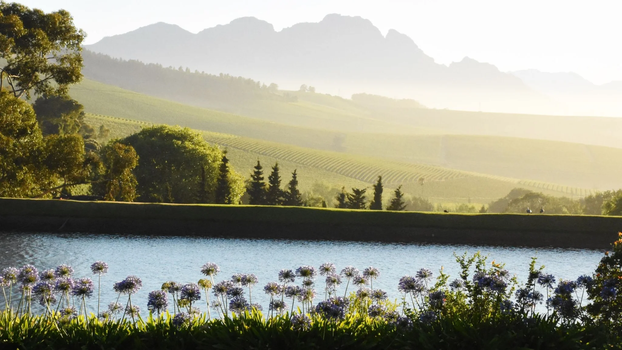 Panoramic view from Jordan Wine Estate vineyards in Stellenbosch