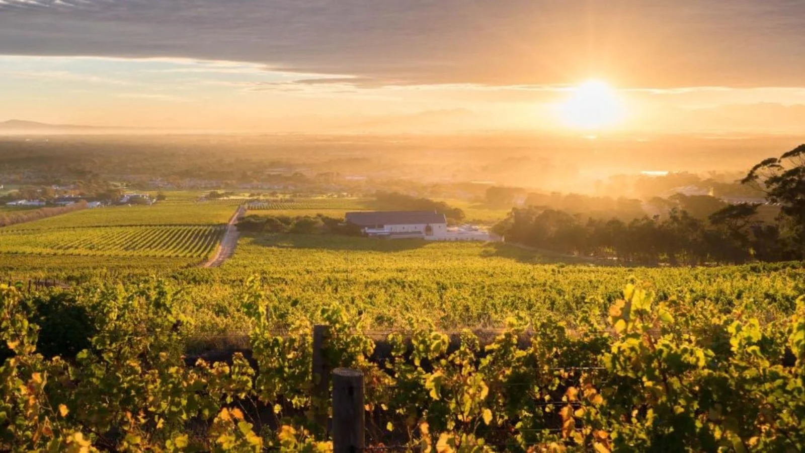 Steenberg Vineyards