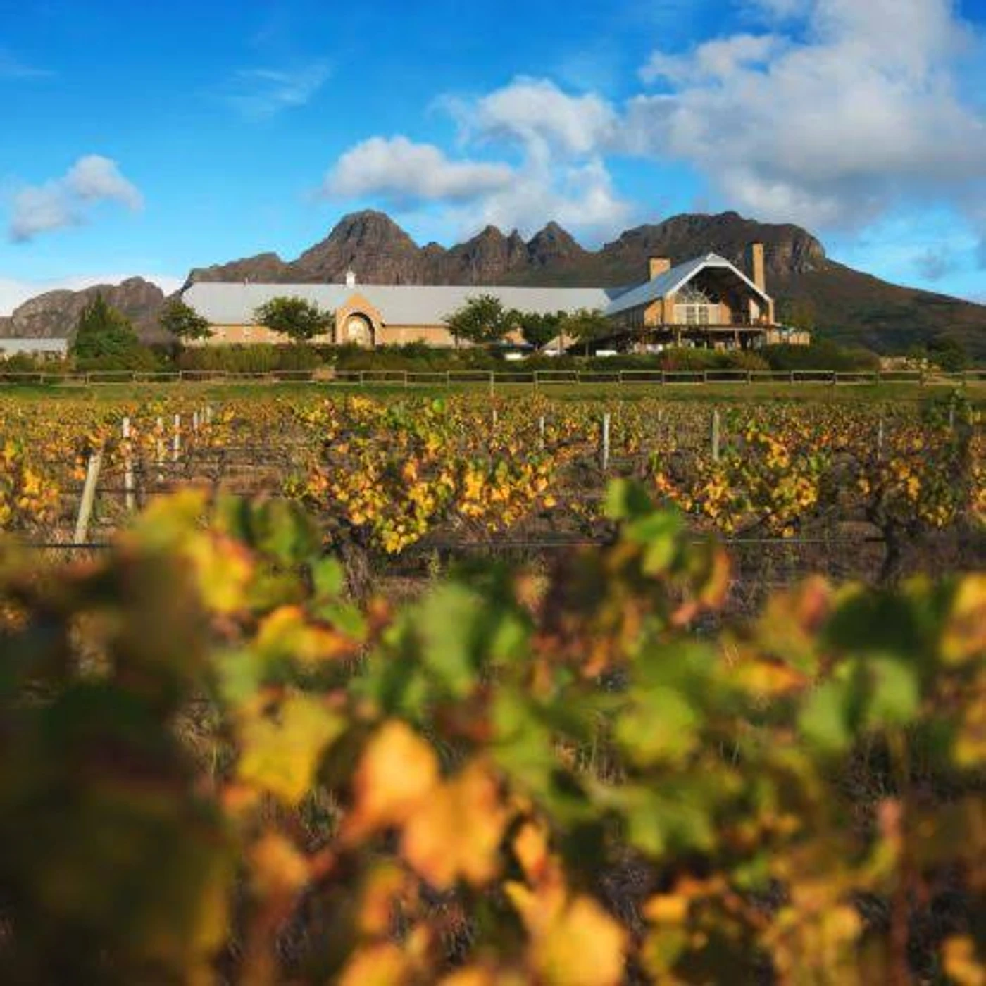 Longridge Wine Estate — Stellenbosch wine estate, Western Cape