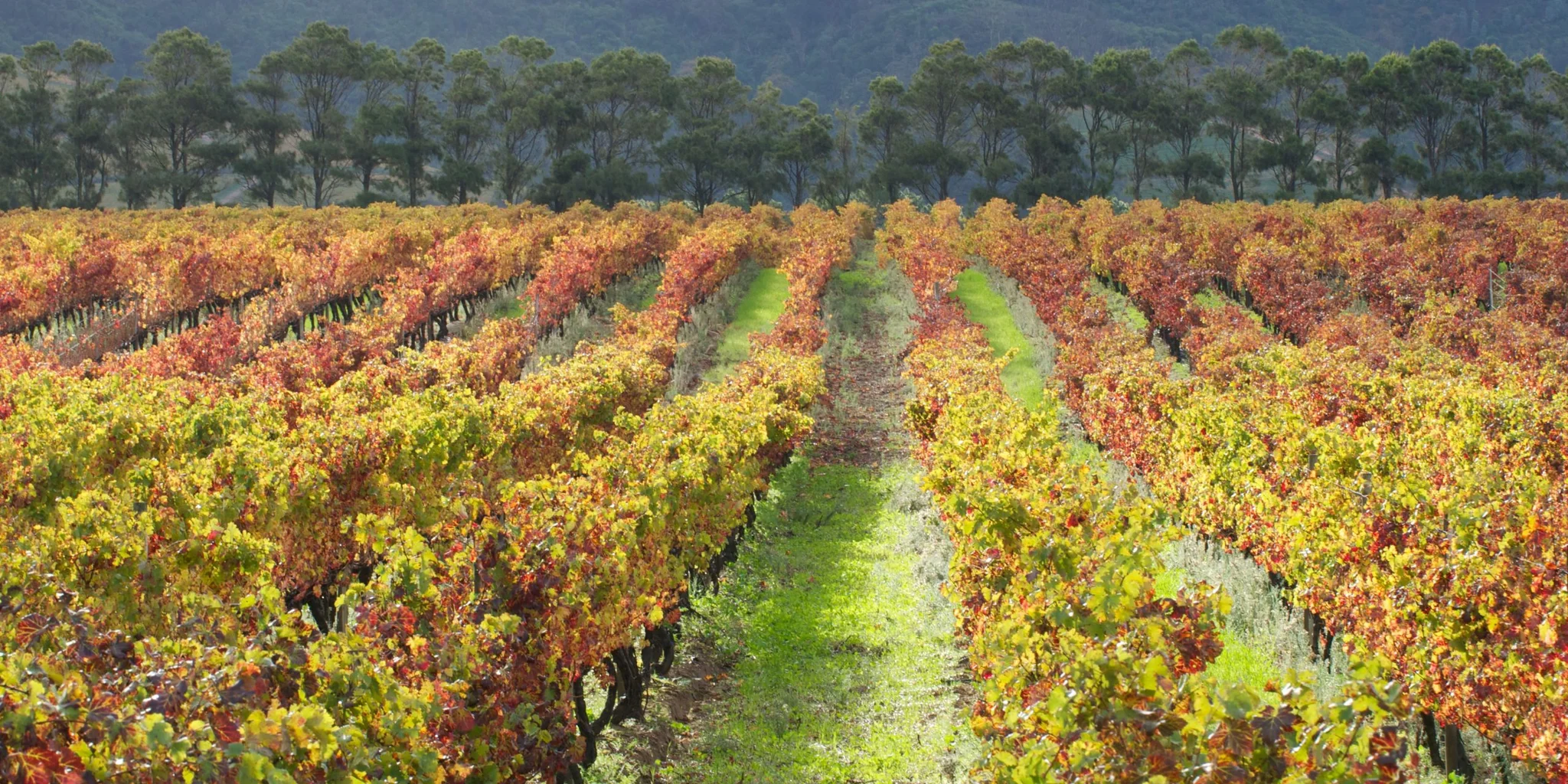 The History Of Wine In The Cape