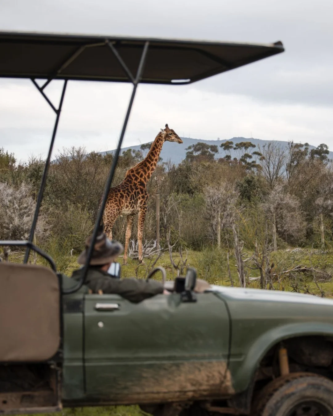 Game Drive at Villiera Wines