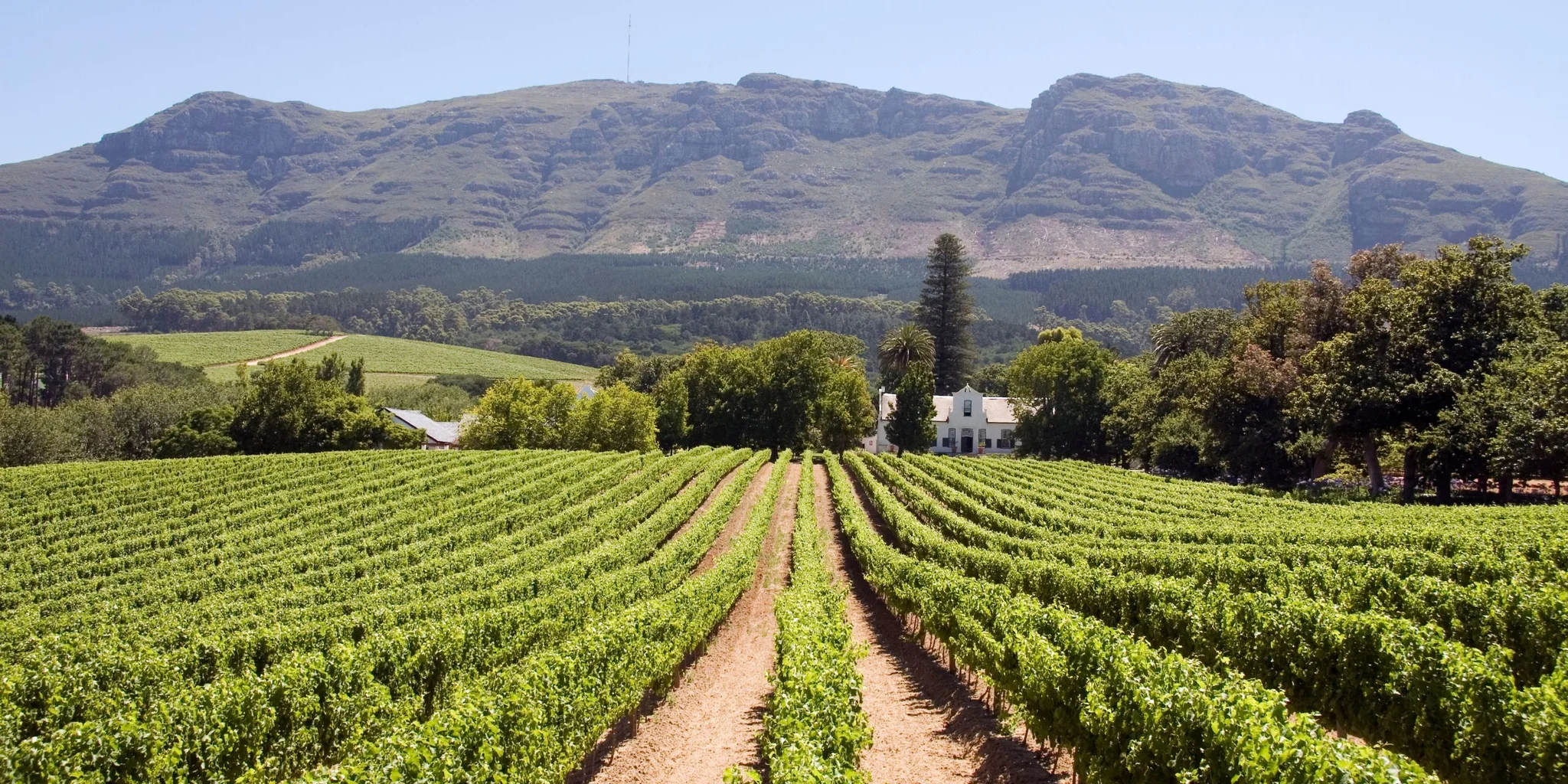 Exploring the Enchanting Wine Routes in Cape Town