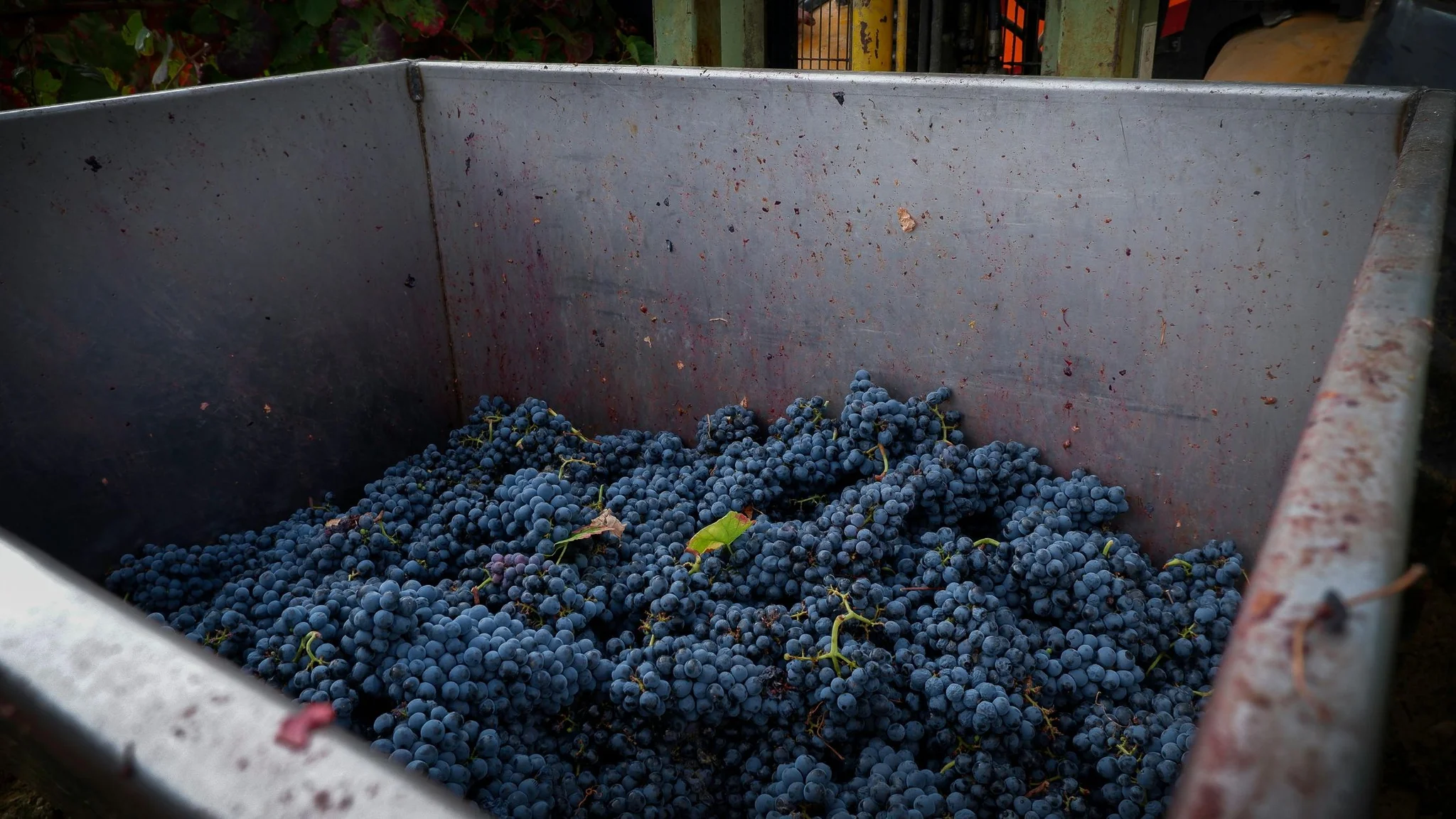 Sustainable Winemaking Farms in the Cape Winelands