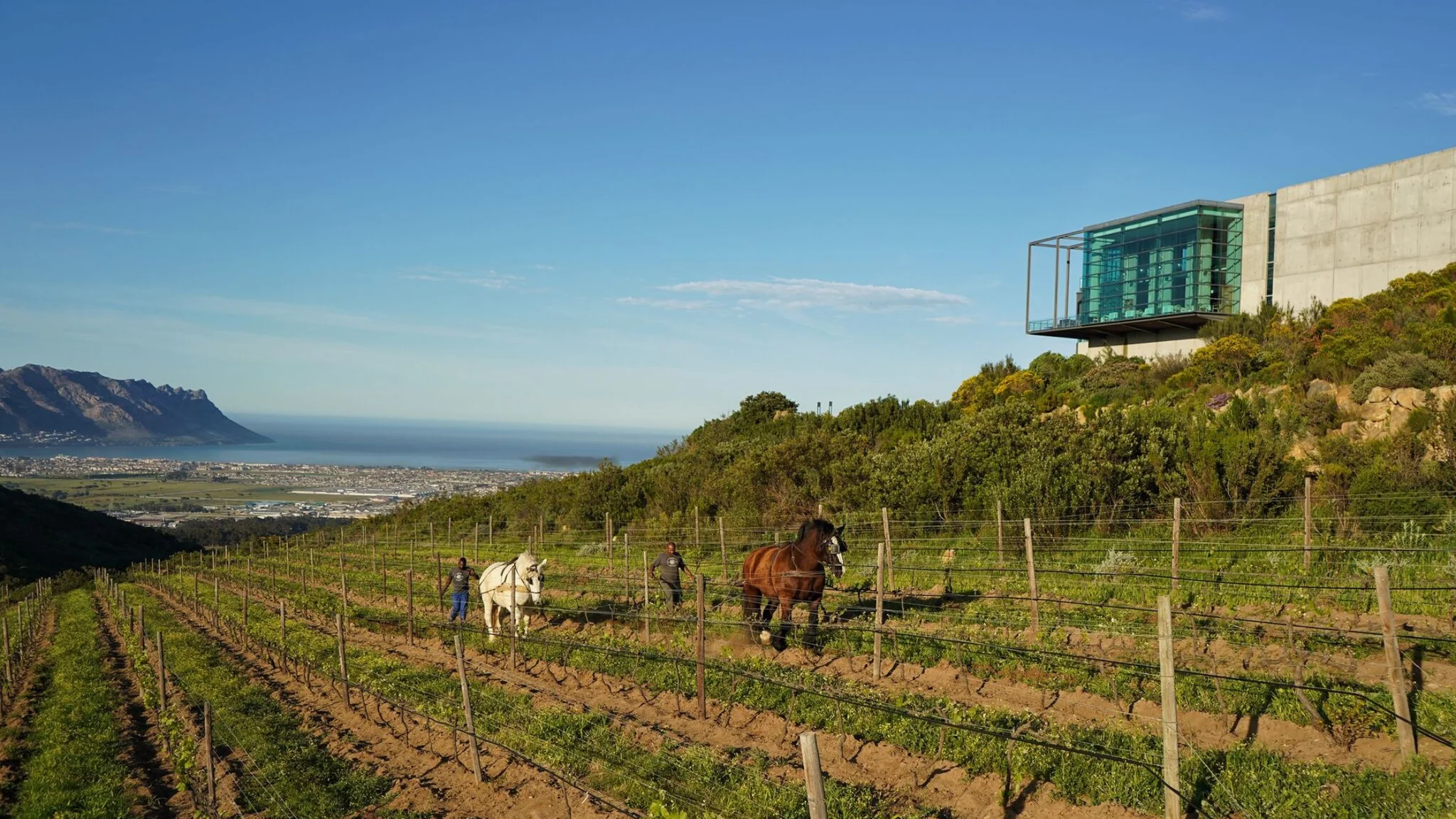 Waterkloof Wines