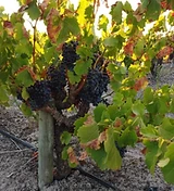Franki's Vineyards estate photograph