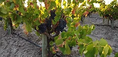 Franki's Vineyards conference venue