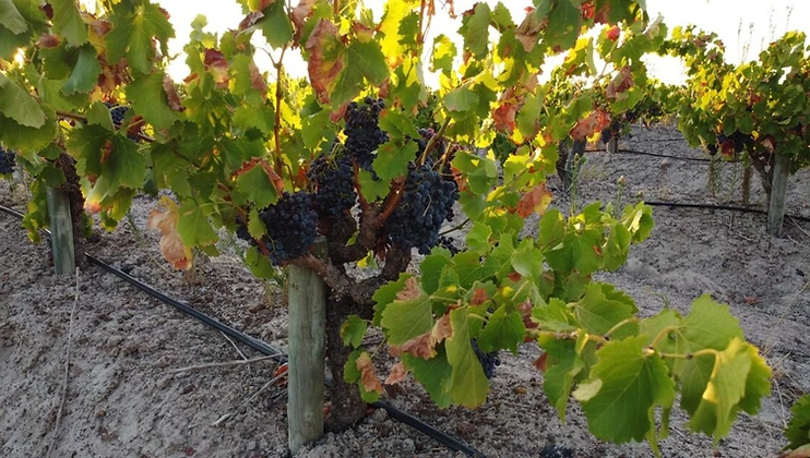 Franki's Vineyards wine estate in Swartland