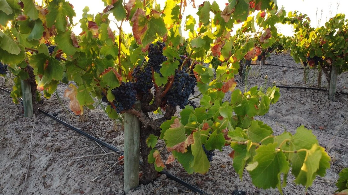 Franki's Vineyards — Swartland wine estate, Western Cape