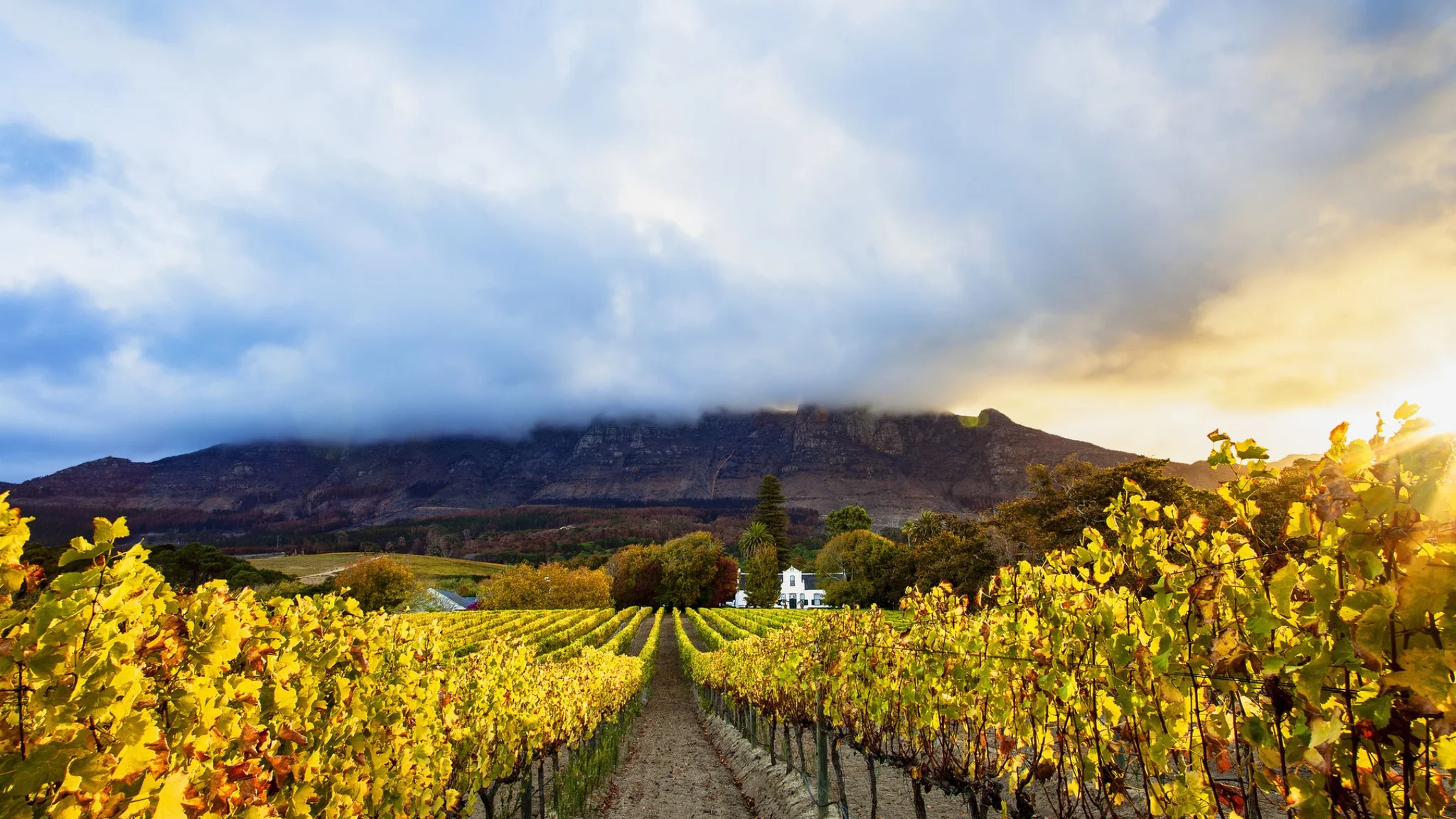 Best Constantia Wine Farms: Cape Town’s Oldest Wine Route