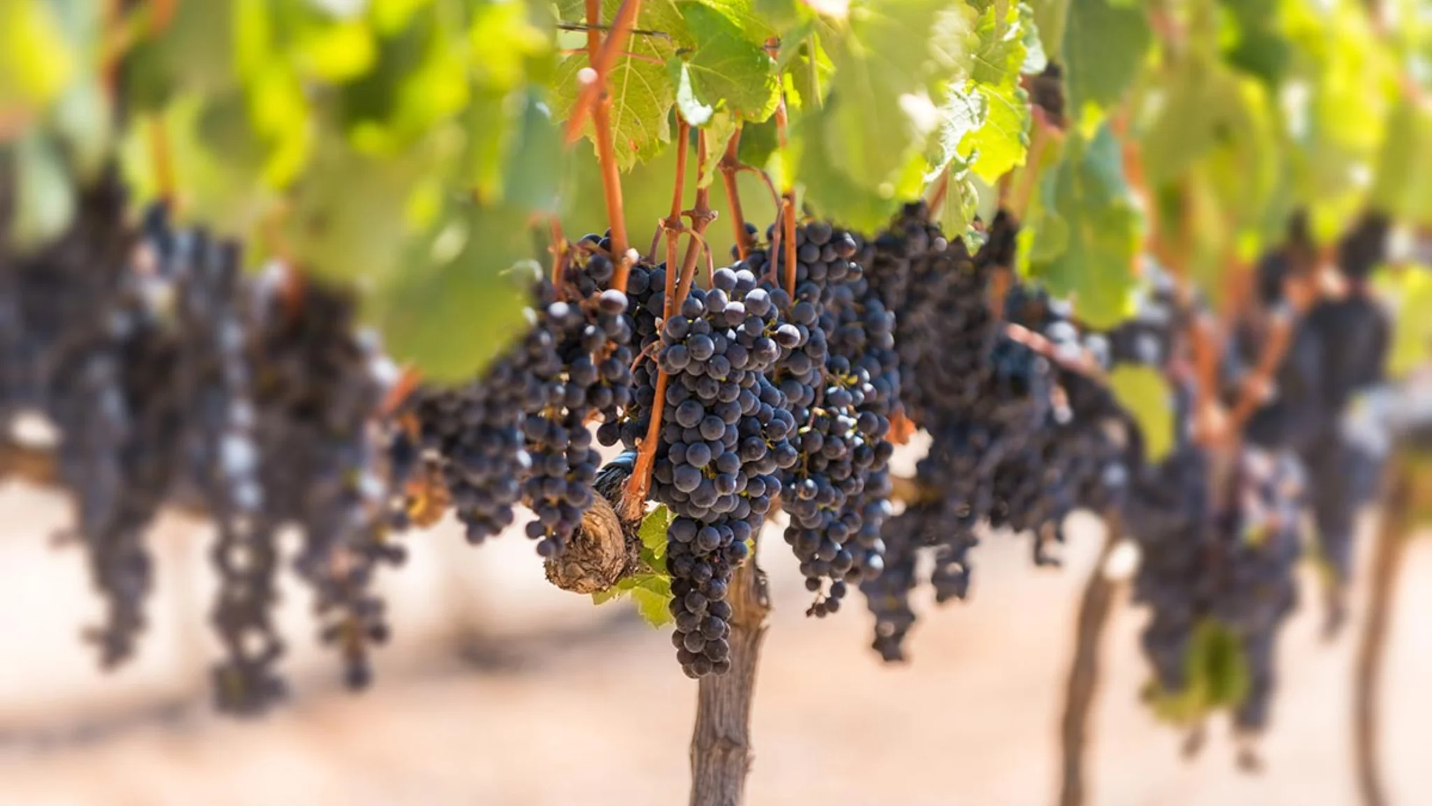 What Is a Single-Varietal Wine?