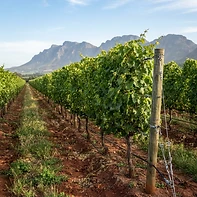 Bush Vines vs Trellised Vines: Why the Way a Vine Grows Matters — image 1