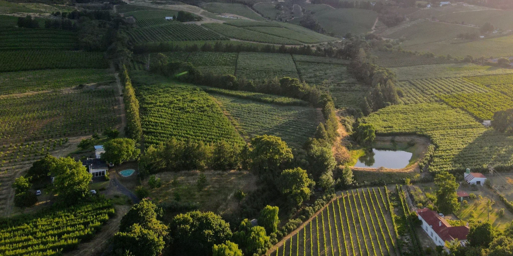 Stellenbosch Wine Tour