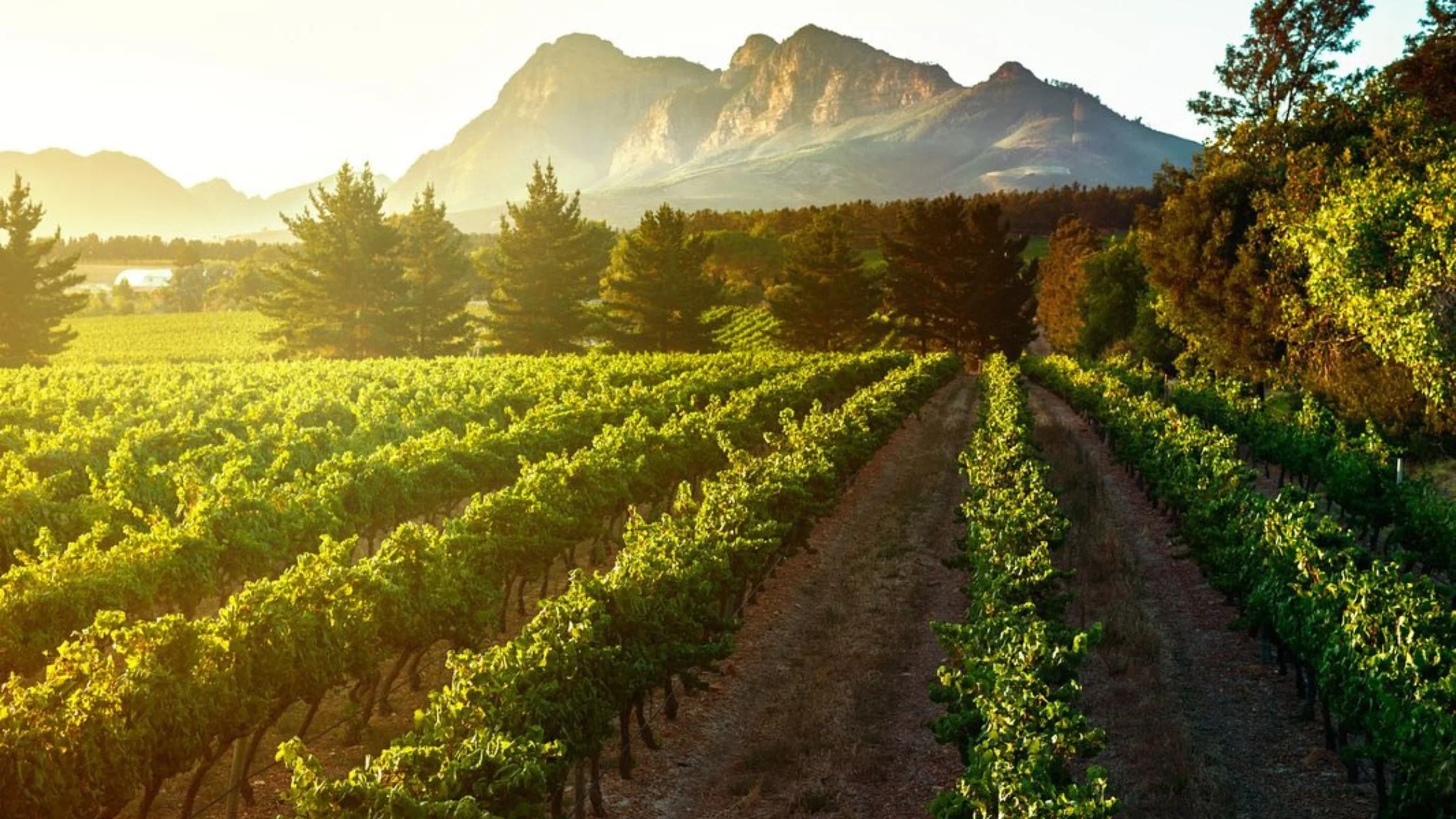 Best Wine Farms in Paarl