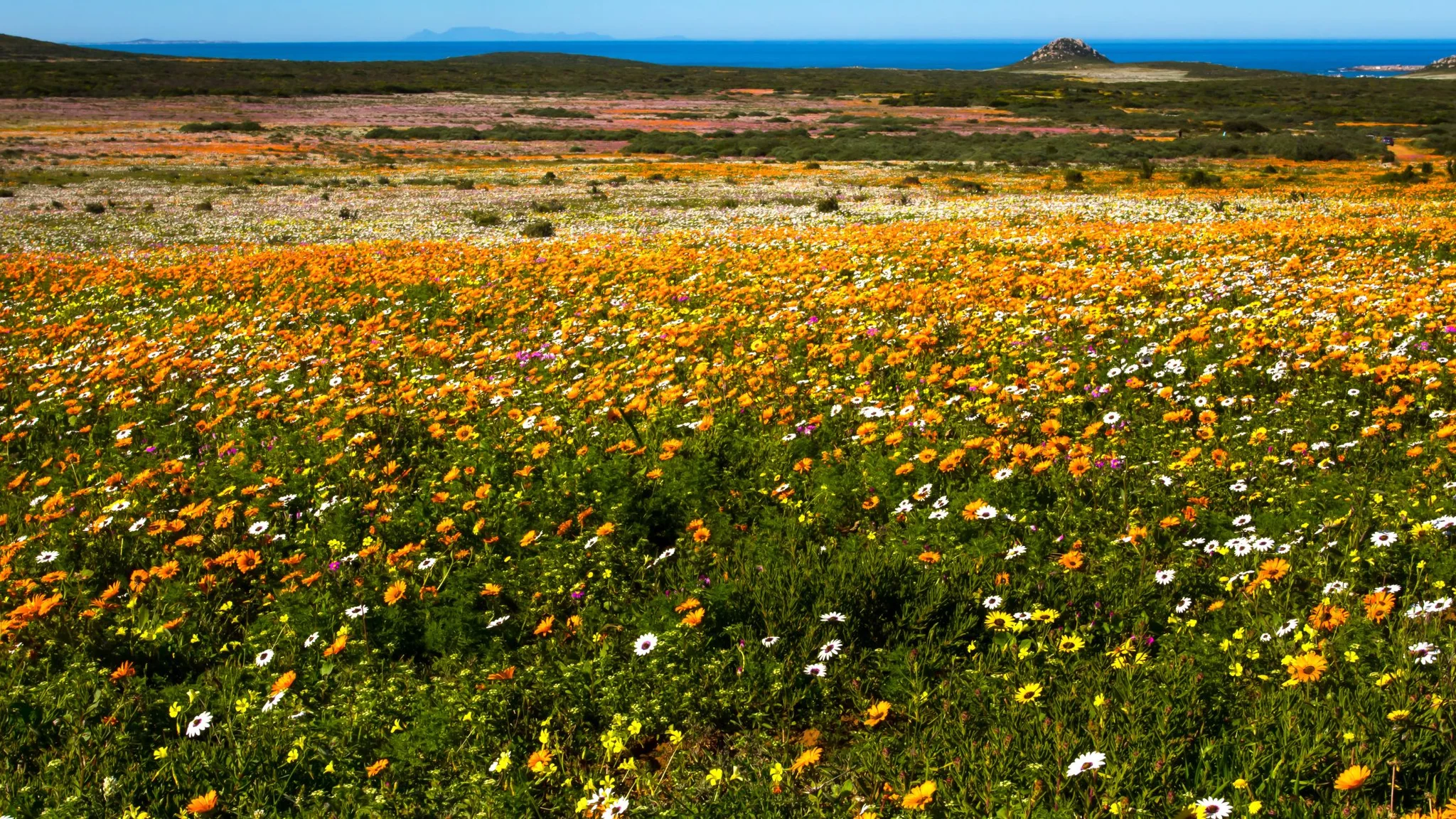 Spring in Cape Town: A Blossoming Paradise