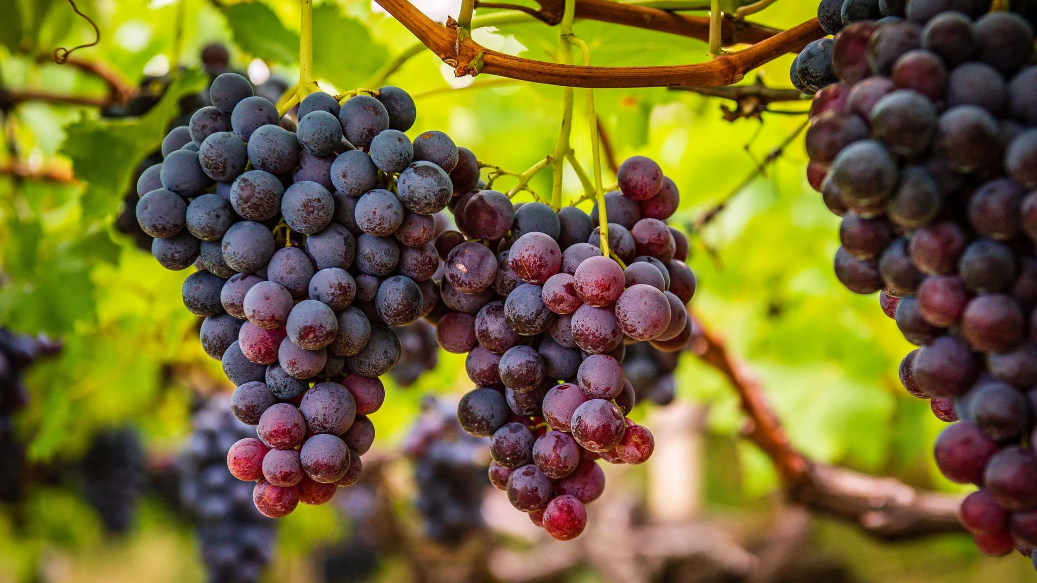 A Guide to South African Cinsault
