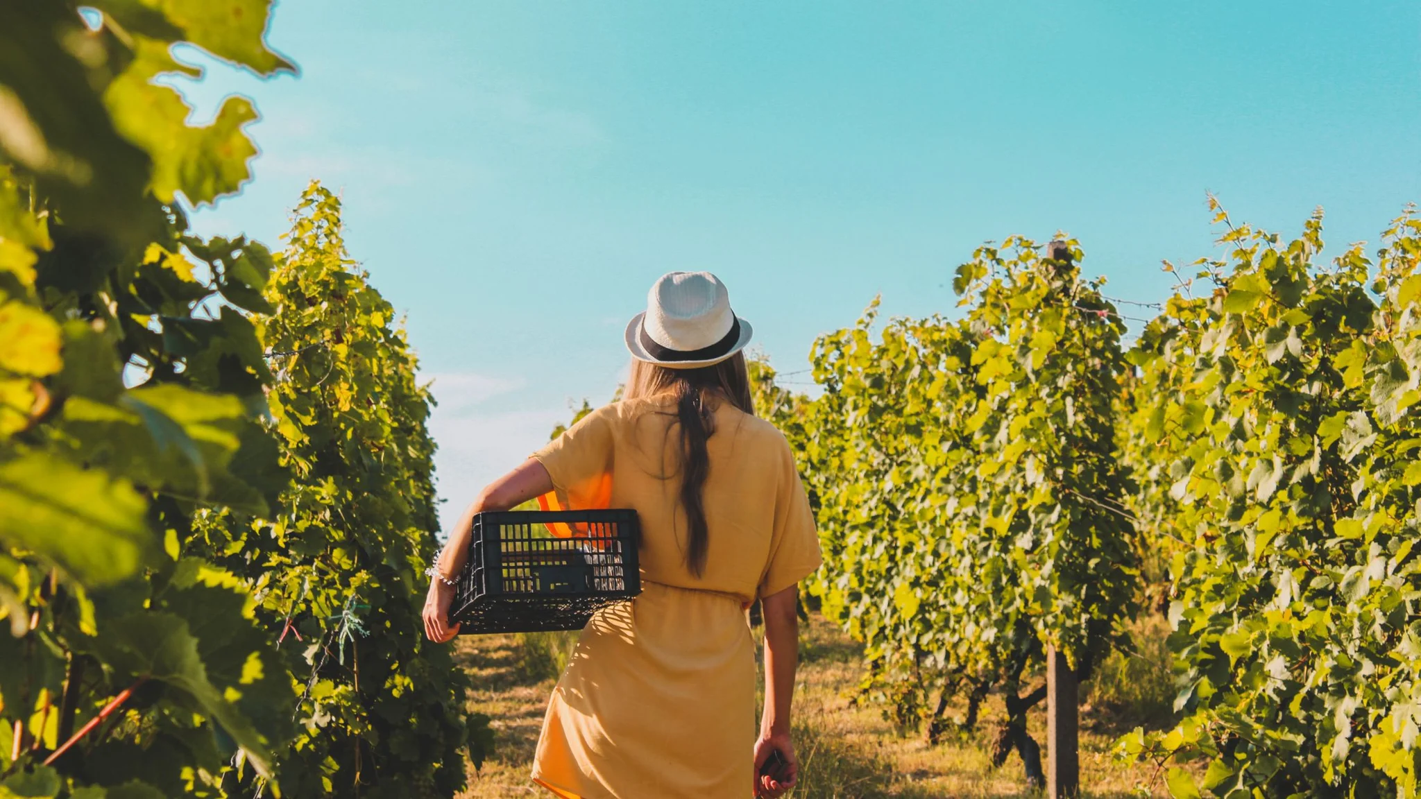 5 of the Best Wine Regions in the World