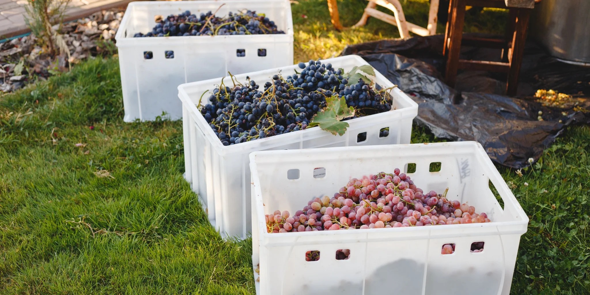 Your Wine Tasting Experience