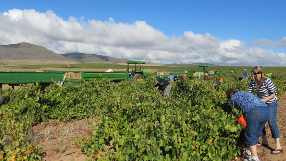 Darling Cellars — Darling wine estate, Western Cape