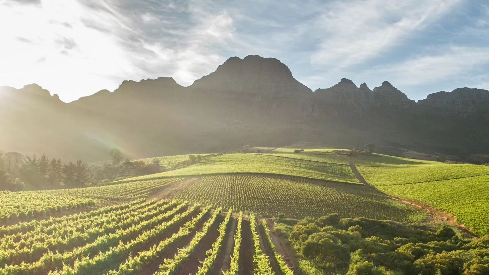 Alto Wine Estate