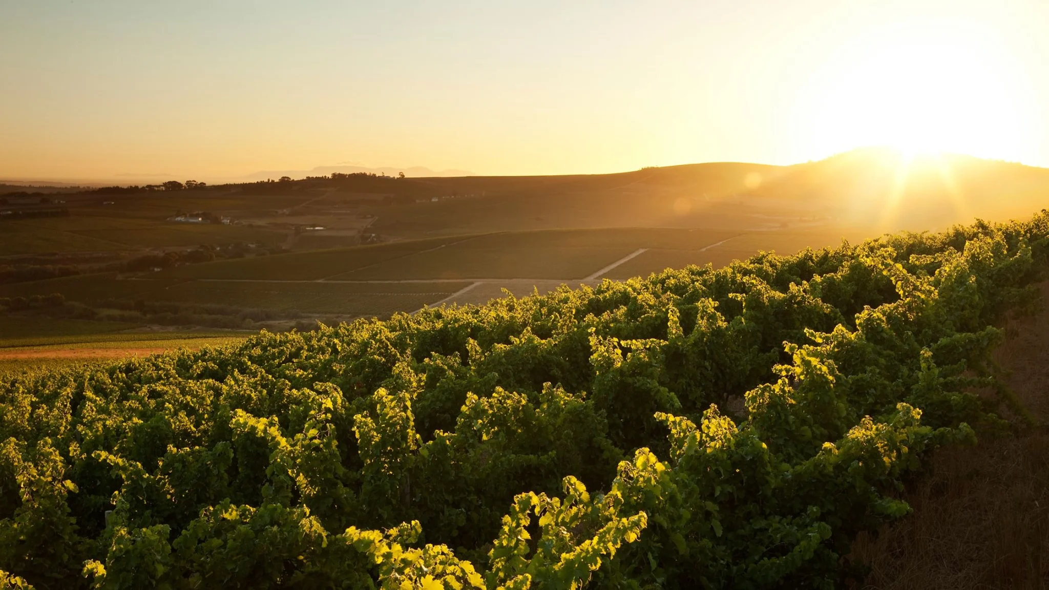 Stellenbosch Hills