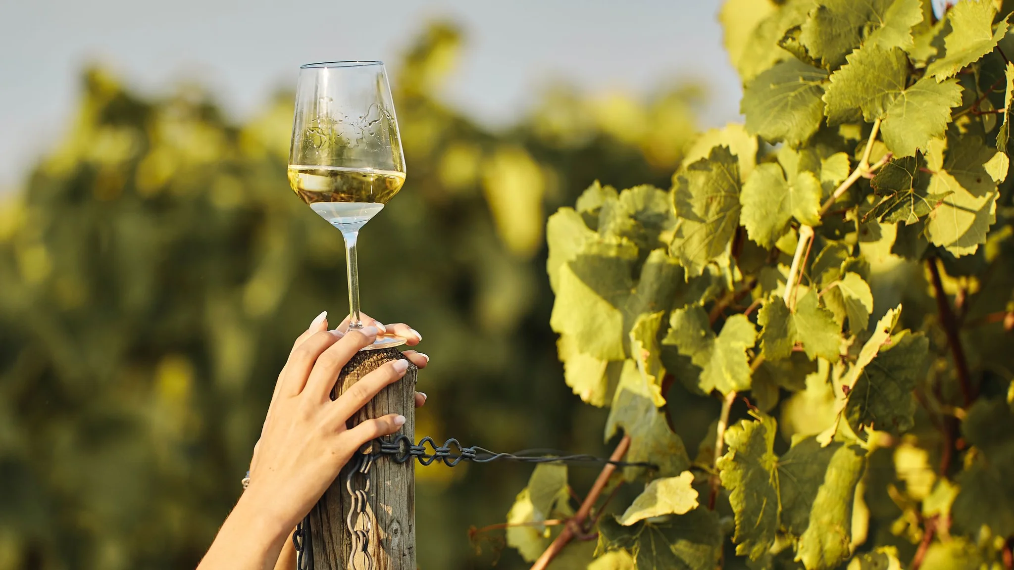 Acidity in Wine
