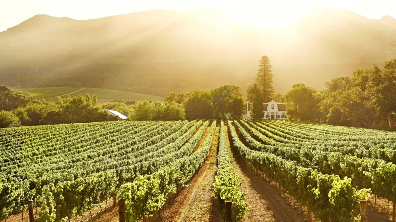 Top Contantia Wine Farms