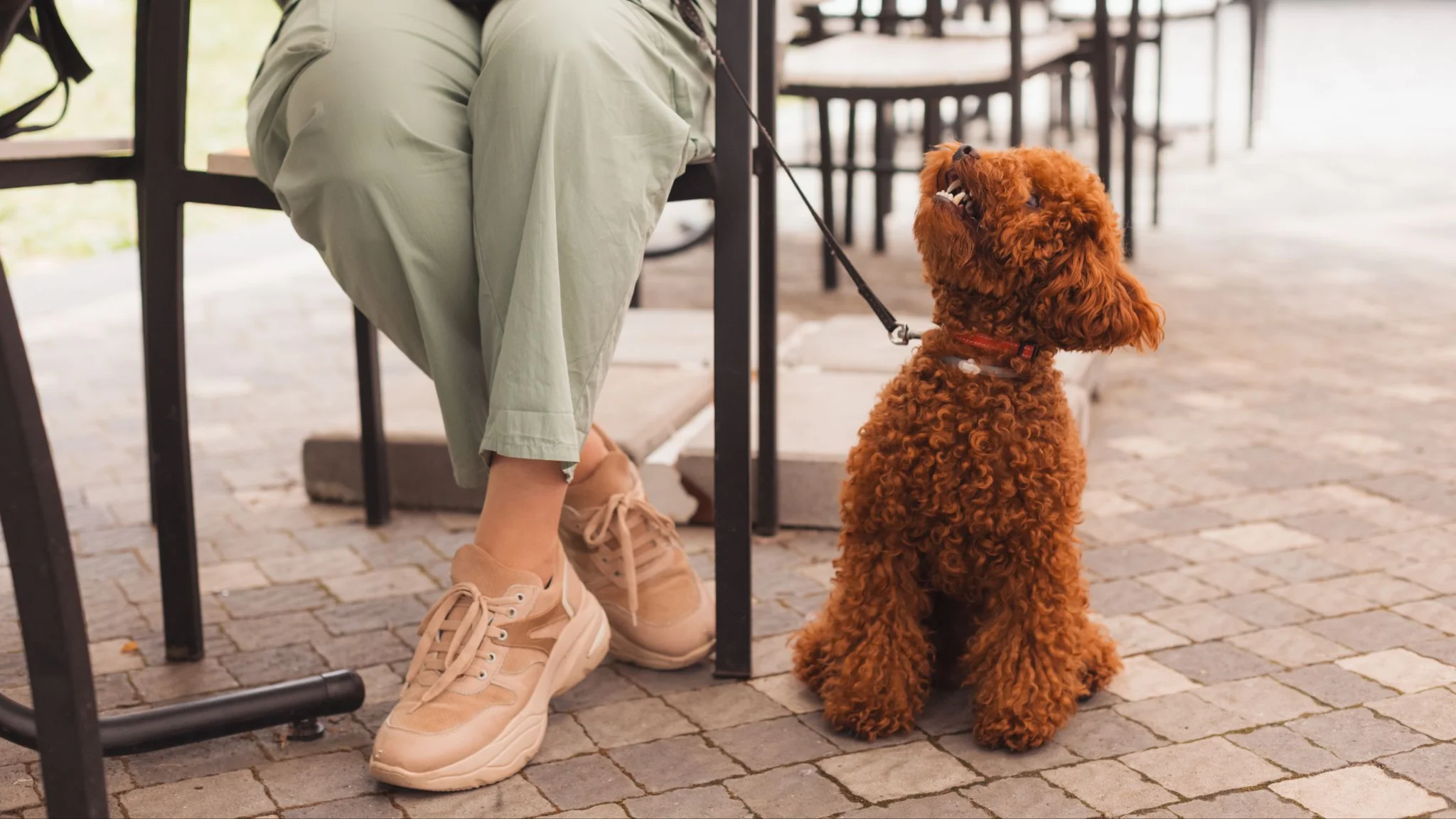 Top Dog-Friendly Wine Estates in Cape Town