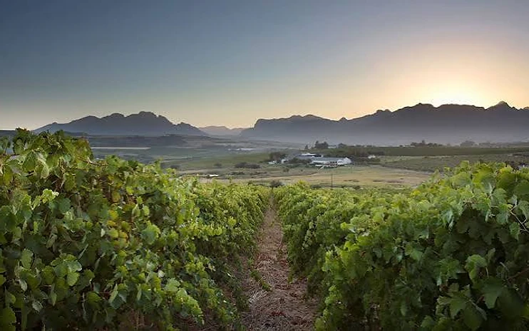 Mulderbosch Vineyards
