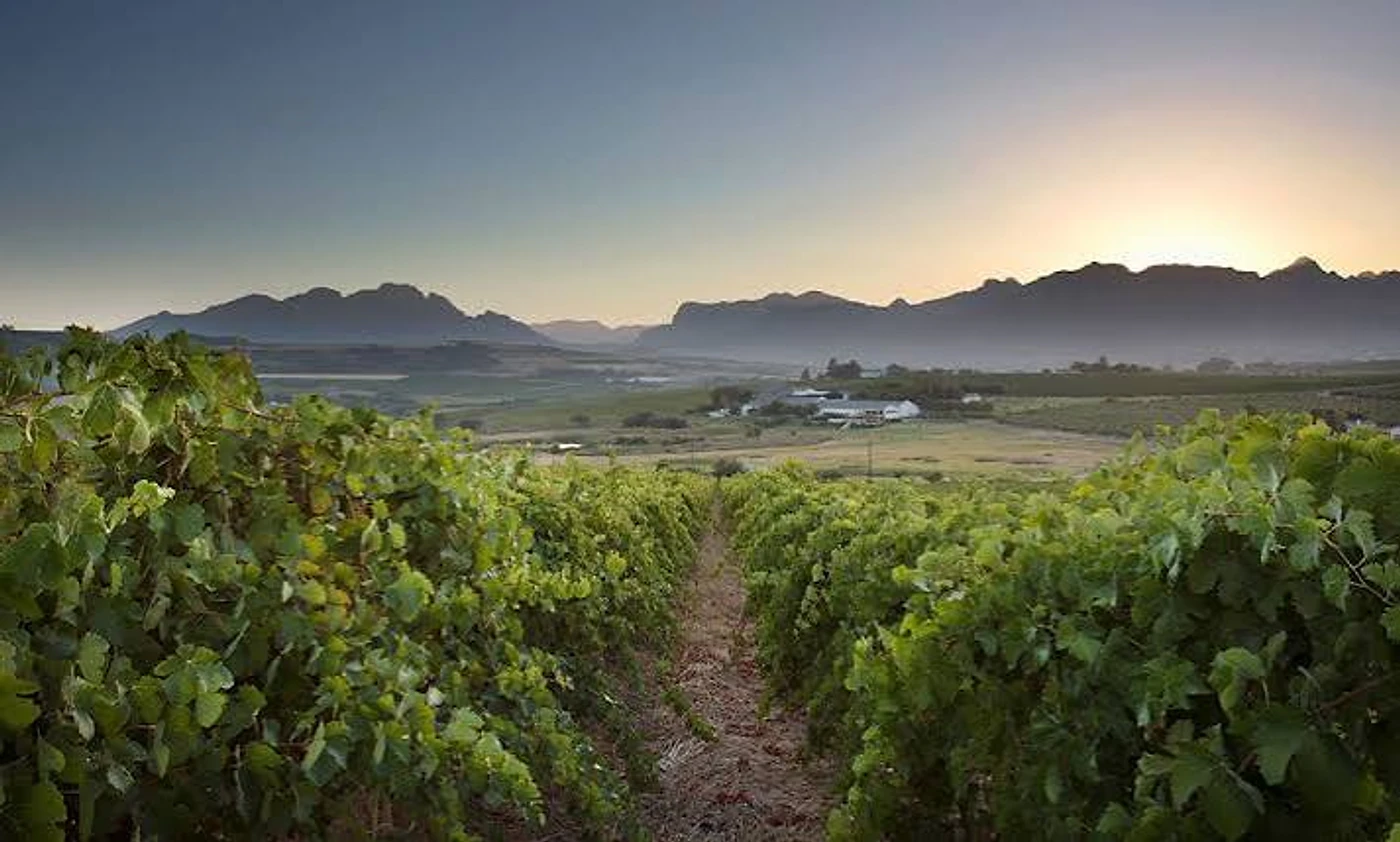 Mulderbosch Vineyards — Stellenbosch wine estate, Western Cape