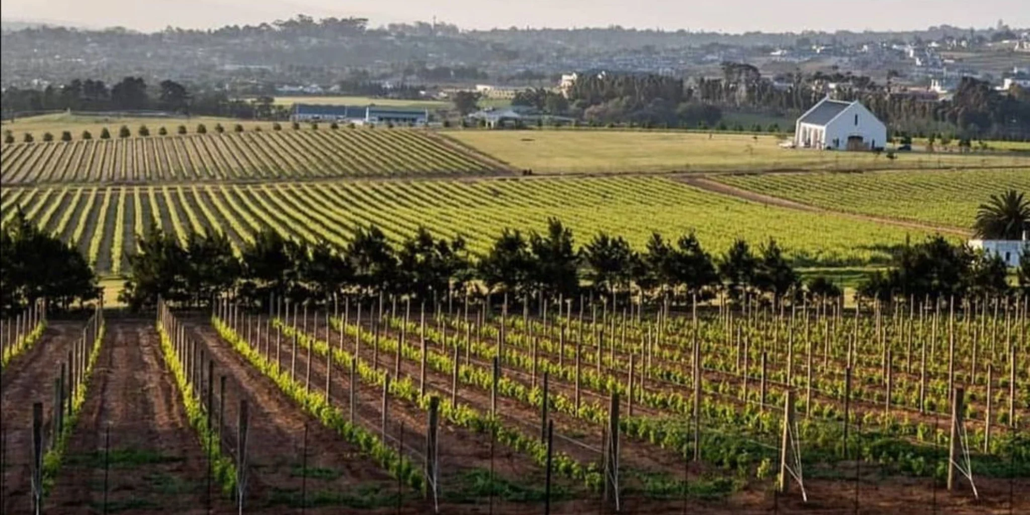 Top Wine Farms in Durbanville