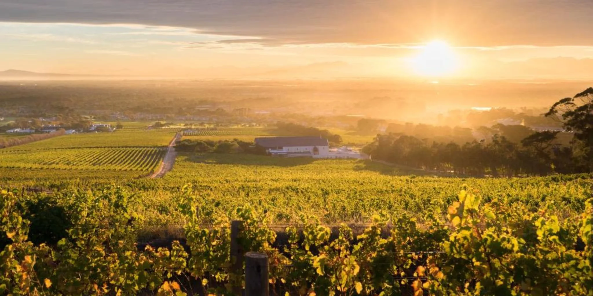 Steenberg Vineyards