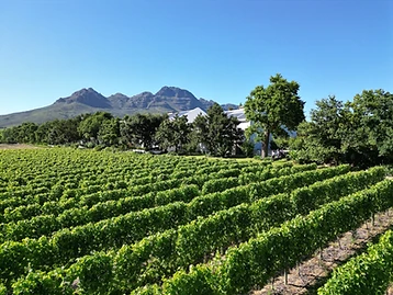 Kleinood Wine Estate – Weingut in Stellenbosch