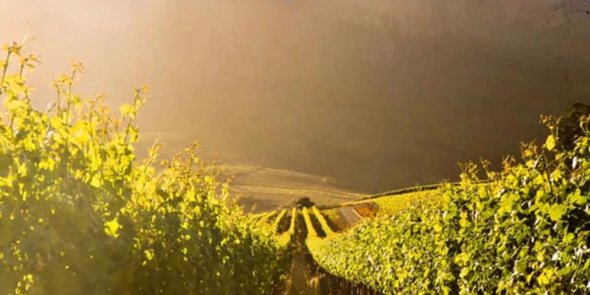 Discover the Porcupine Trail Wine Walk