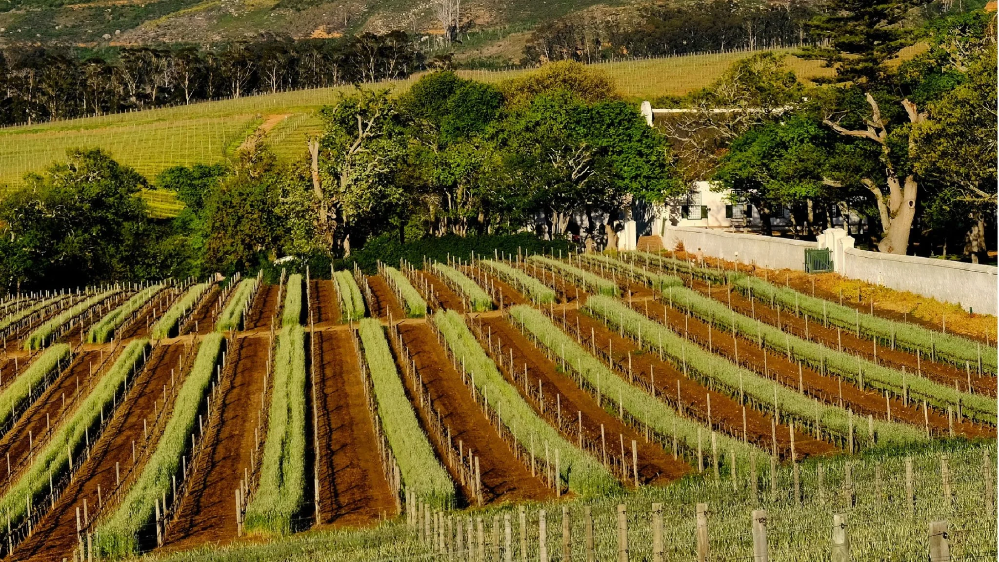 Groot Constantia