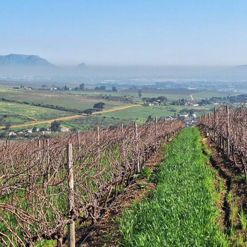 Amperbo Winery — Stellenbosch wine estate