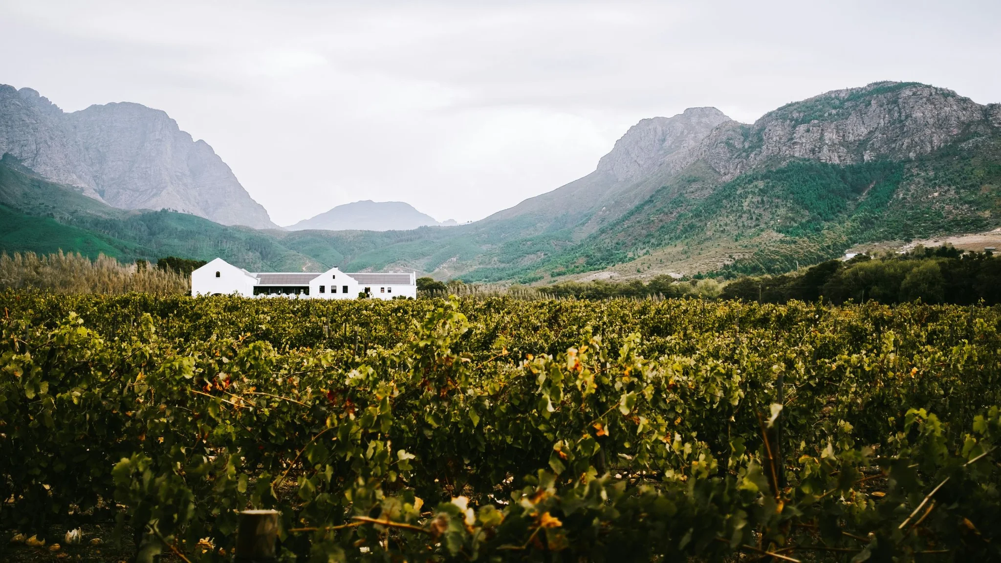 Things To Do in Franschhoek