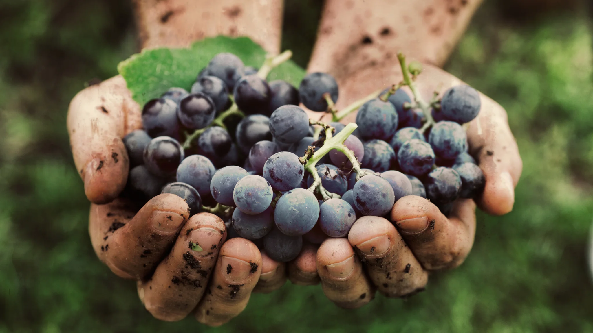 Harvest 2026: Where the Winelands Come Alive