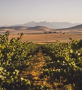 AA Badenhorst Family Wines  estate photograph