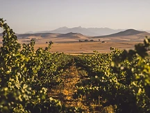 AA Badenhorst Family Wines