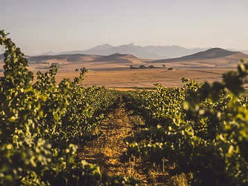 AA Badenhorst Family Wines – Weingut in Swartland