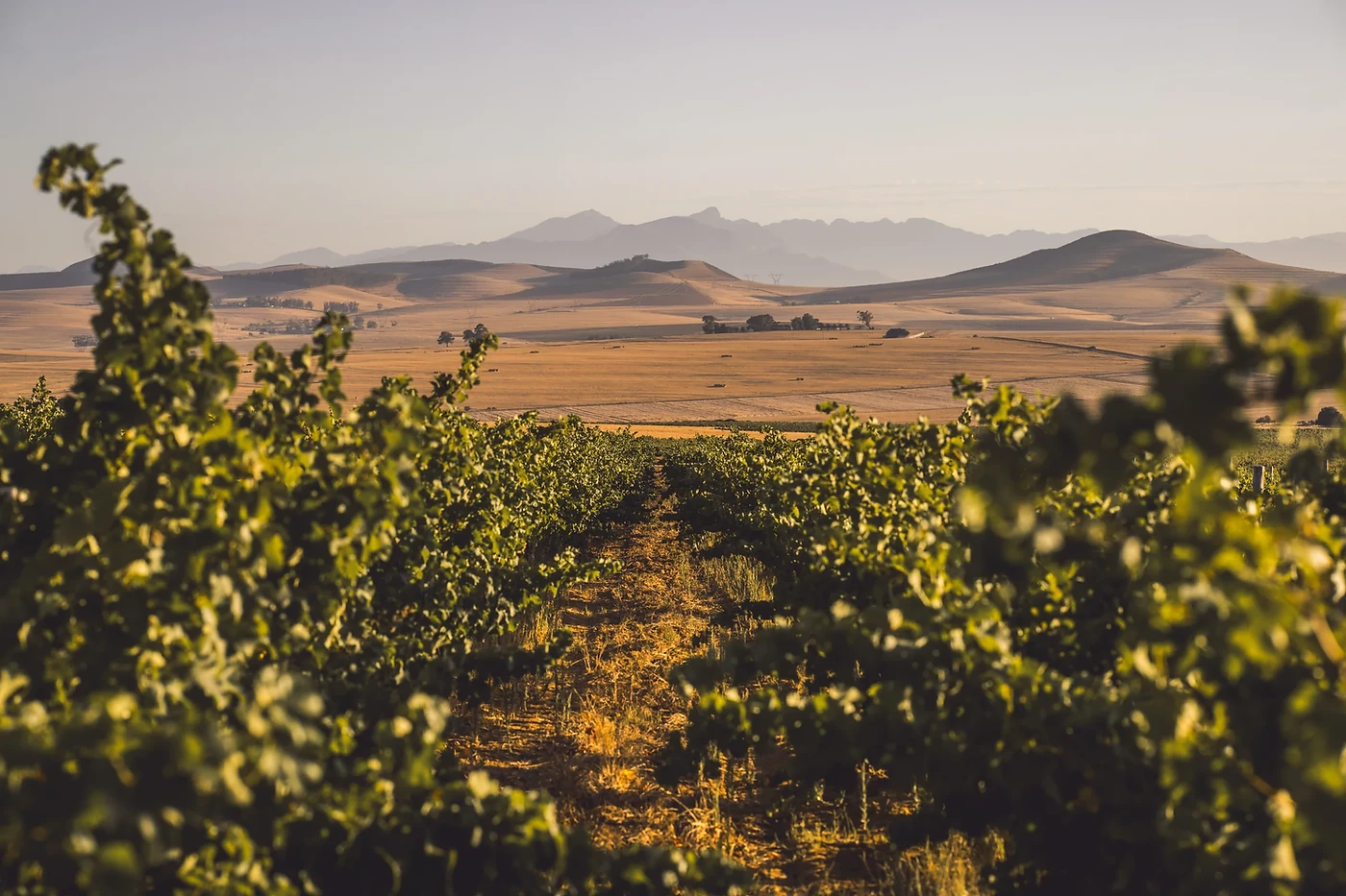 AA Badenhorst Family Wines — Swartland wine estate, Western Cape