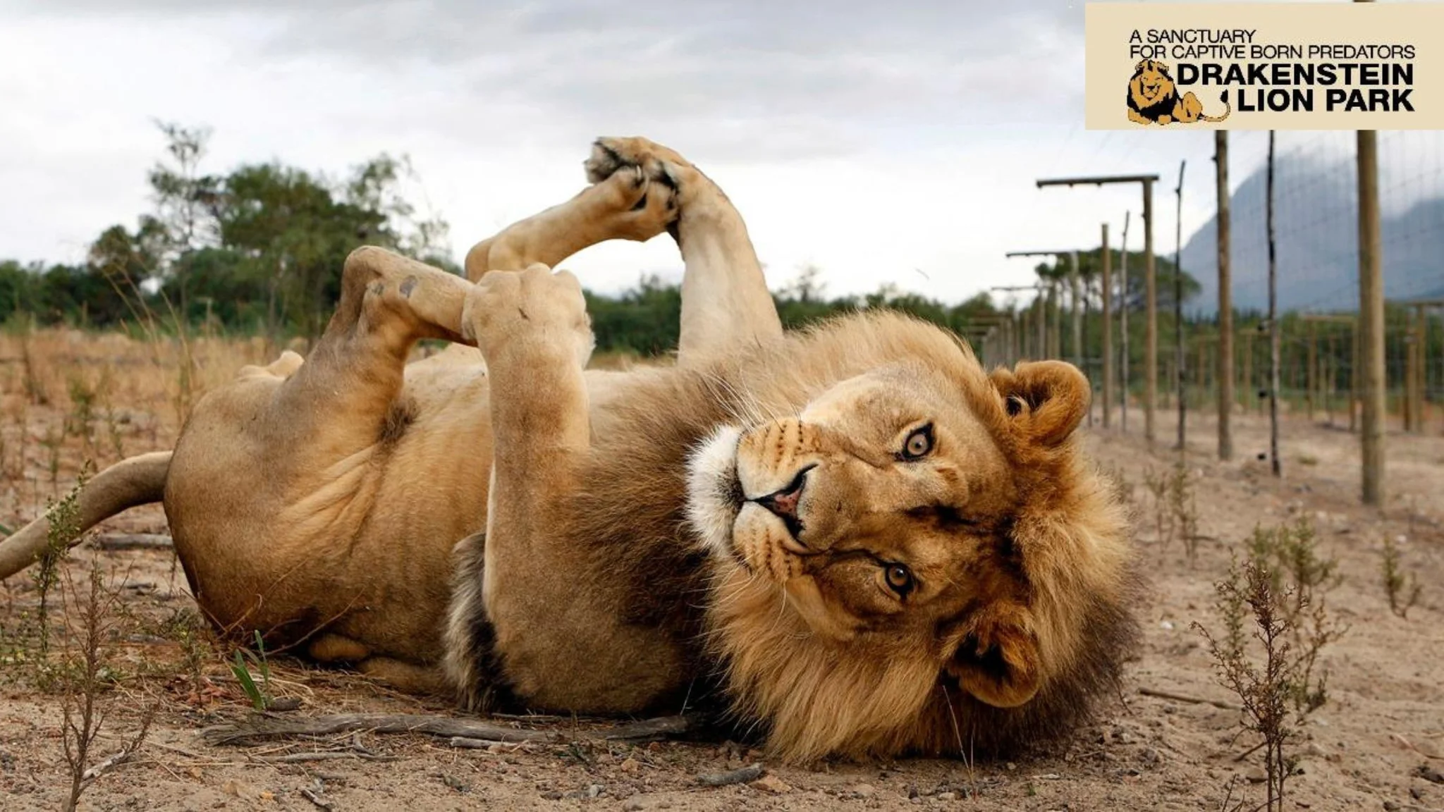 Drakenstein Lion Park