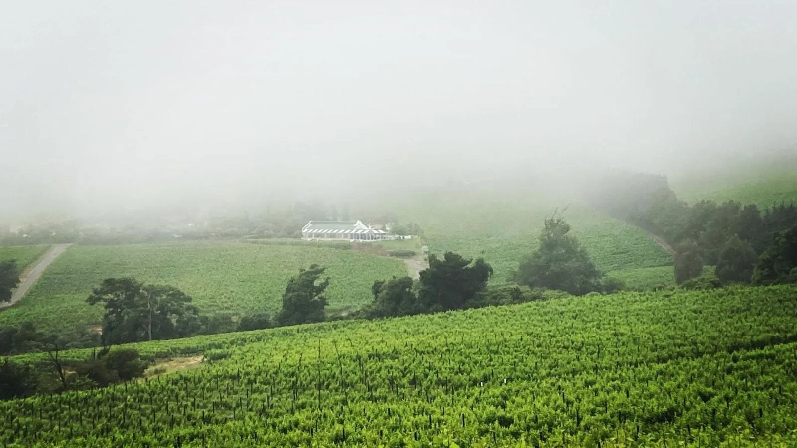 Constantia Glen