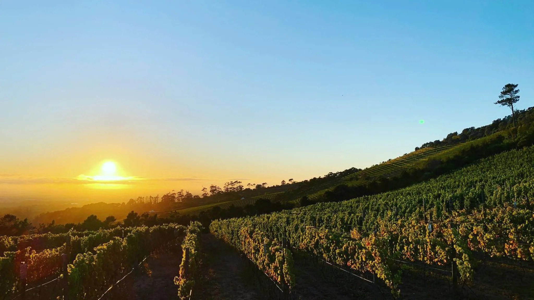 Best Constantia Wine Farms