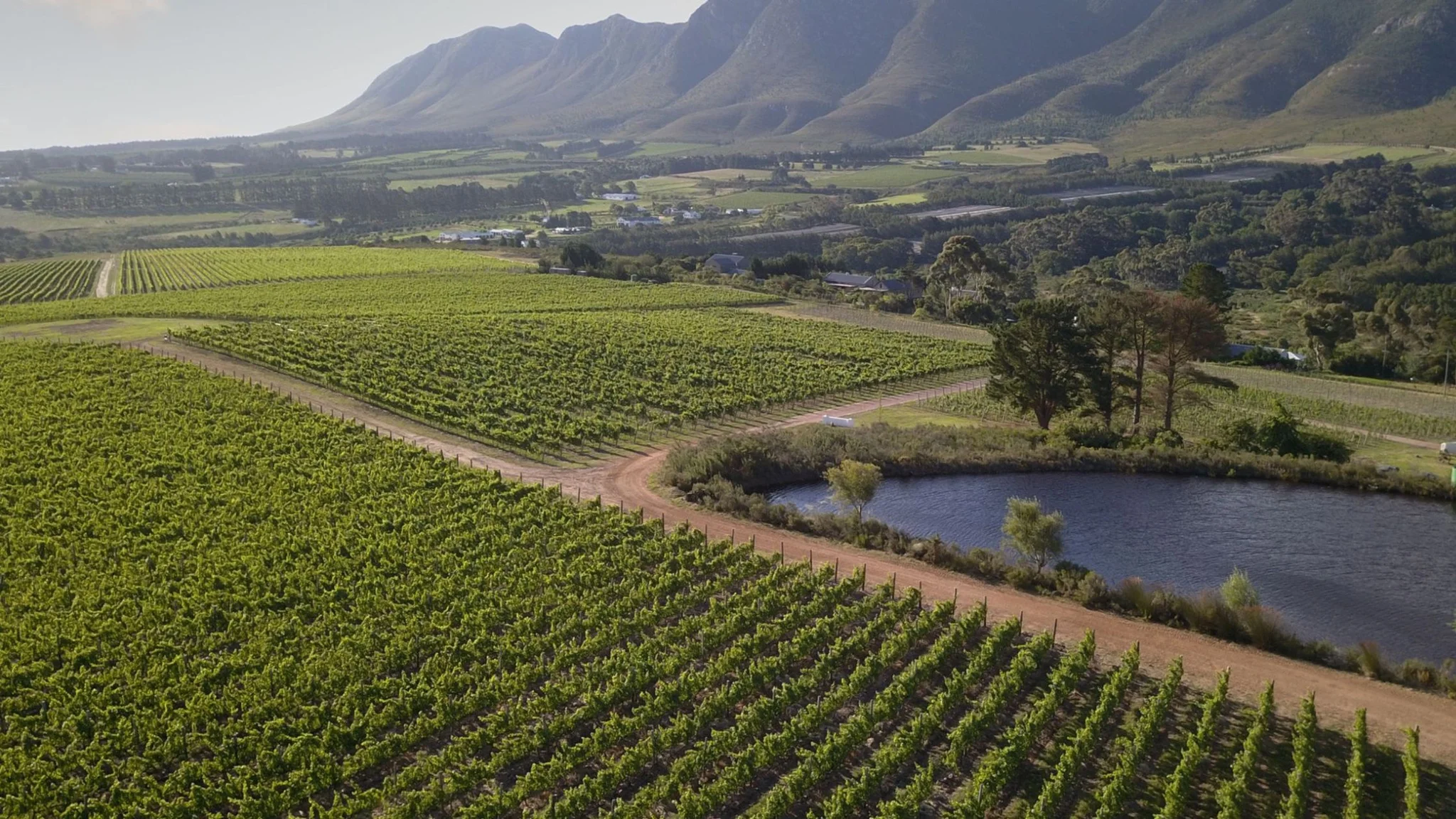 Climate Impact On Wine
